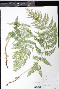 Dryopteris arguta image