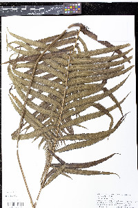 Sphaerostephanos invisus image
