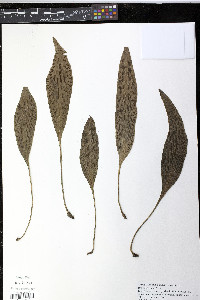 Antrophyum plantagineum image