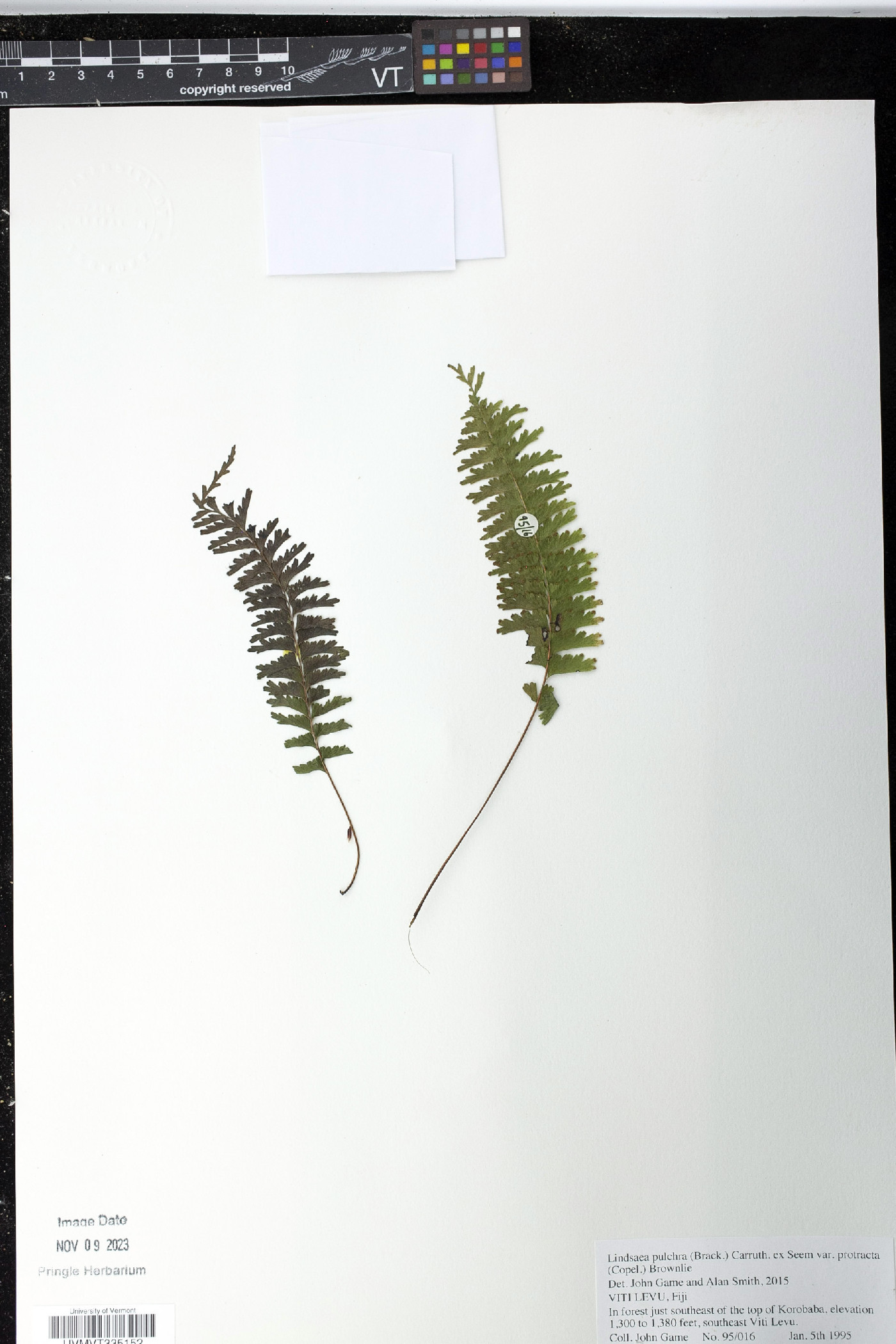 Lindsaea pulchra image