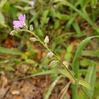 Priva lappulacea image