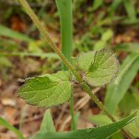 Priva lappulacea image