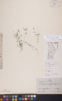 Moehringia lateriflora image