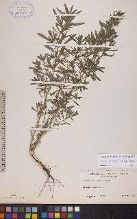 Bassia scoparia subsp. scoparia image