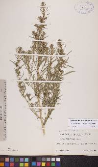 Bassia scoparia subsp. scoparia image