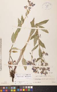 Mertensia paniculata image