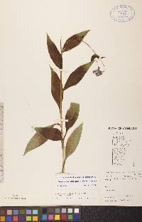 Mertensia paniculata var. paniculata image