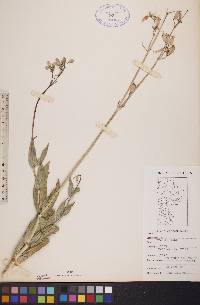 Silene csereii image