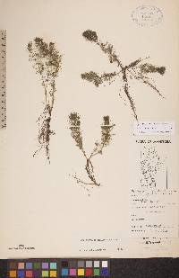 Myriophyllum sibiricum image