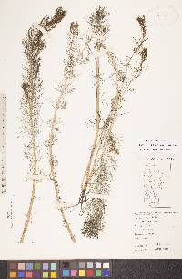 Myriophyllum sibiricum image