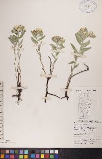 Lithospermum canescens image