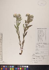 Lithospermum canescens image