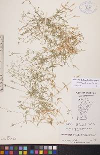 Stellaria borealis subsp. borealis image