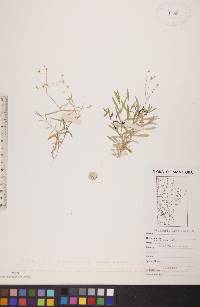 Stellaria longifolia image