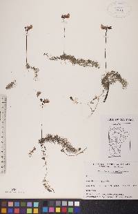 Utricularia intermedia image