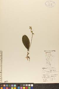 Platanthera obtusata image