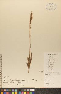 Spiranthes romanzoffiana image