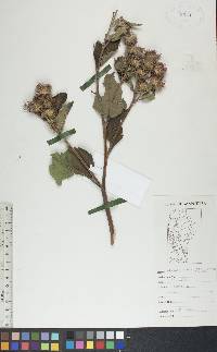 Arctium minus image