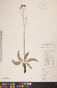 Crepis runcinata image