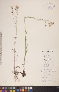 Crepis tectorum image