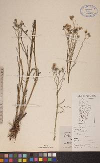 Crepis tectorum image