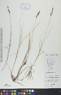 Carex mackenziei image