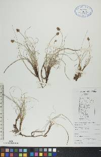 Carex maritima image