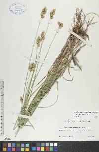 Carex merritt-fernaldii image