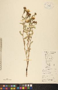 Grindelia squarrosa var. quasiperennis image