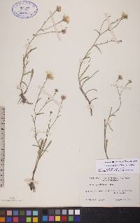 Almutaster pauciflorus image