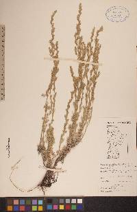 Artemisia frigida image