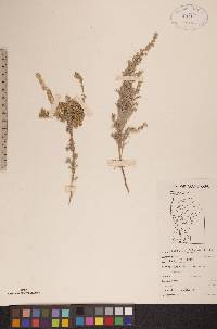 Artemisia frigida image