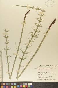 Equisetum fluviatile image