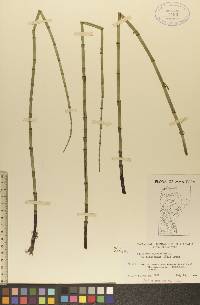 Equisetum fluviatile image