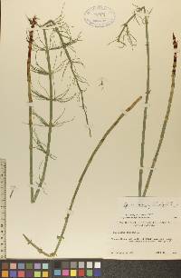 Equisetum fluviatile image