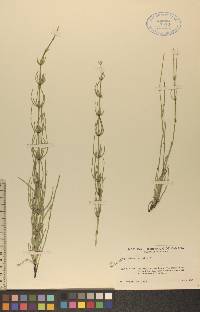 Equisetum palustre image