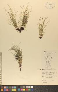 Equisetum scirpoides image