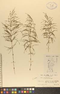 Equisetum sylvaticum var. pauciramosum image