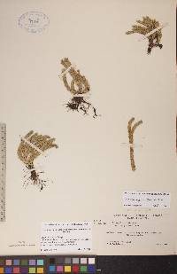 Huperzia selago image