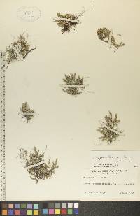 Selaginella rupestris image