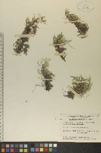 Selaginella rupestris image