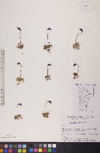 Pinguicula vulgaris image