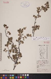 Ribes oxyacanthoides subsp. oxyacanthoides image