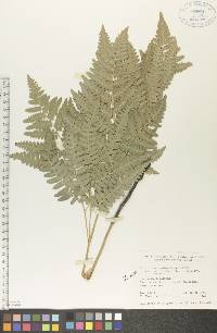 Pteridium aquilinum var. latiusculum image