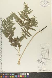 Pteridium aquilinum var. latiusculum image