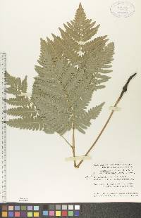 Pteridium aquilinum var. latiusculum image