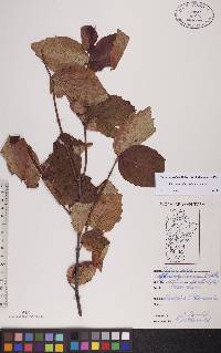 Viburnum rafinesqueanum image