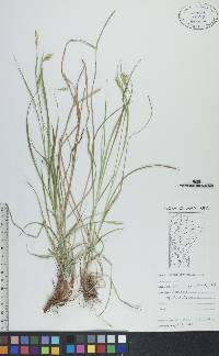 Carex sprengelii image