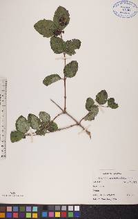 Symphoricarpos occidentalis image