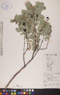 Symphoricarpos occidentalis image